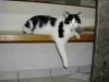 Katze0052.jpg (30858 Byte)